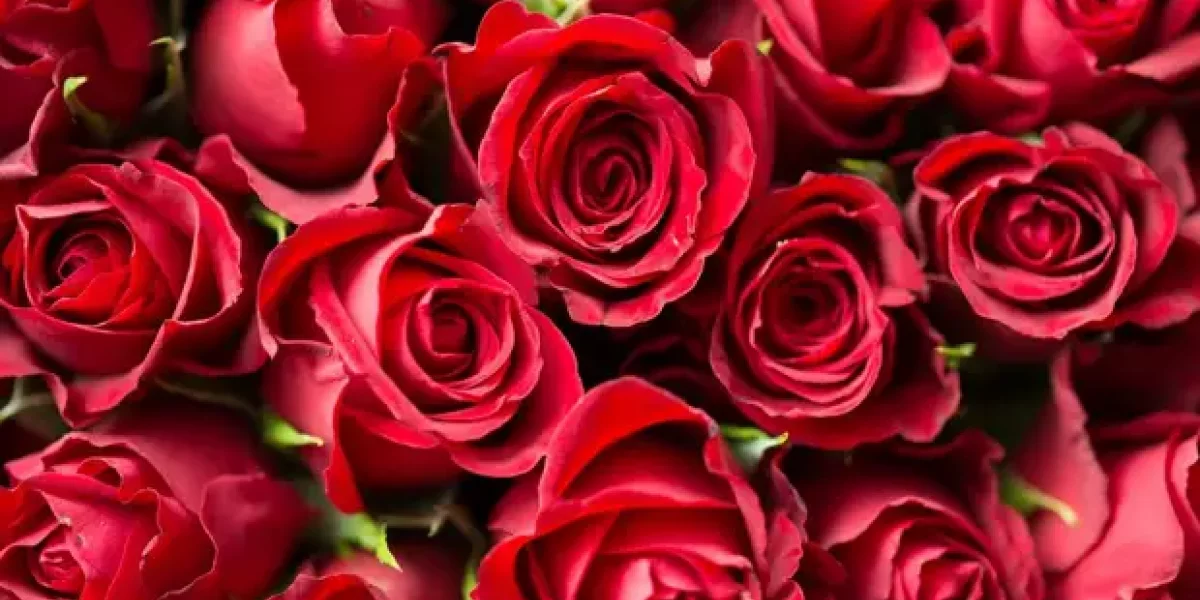 Живой триколор из пятидесяти тысяч роз создадут в Краснодаре на День России