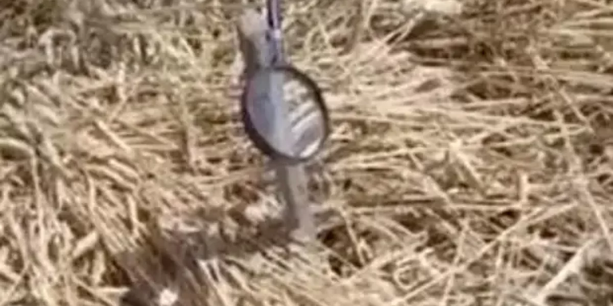 Украинские диверсанты подготовили поджог урожая пшеницы на территории РФ