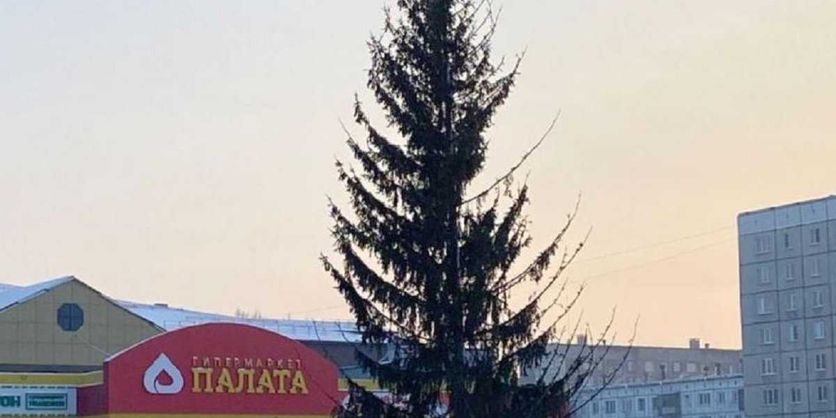 Самую облезлую новогоднюю ель в России поставили на Алтае (ФОТО)