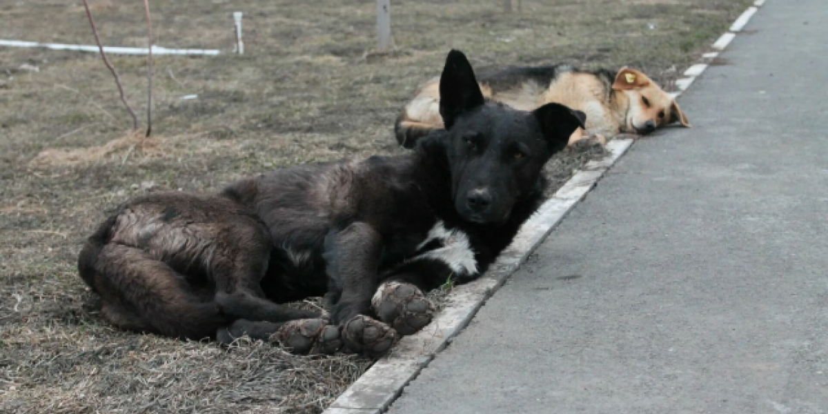 Новый закон об эвтаназии бродячих собак принят в Оренбуржье