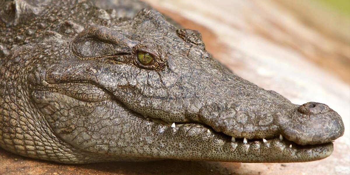 «Колдуна» растерзали после того, как «заколдованный» крокодил напал на женщину — подробности