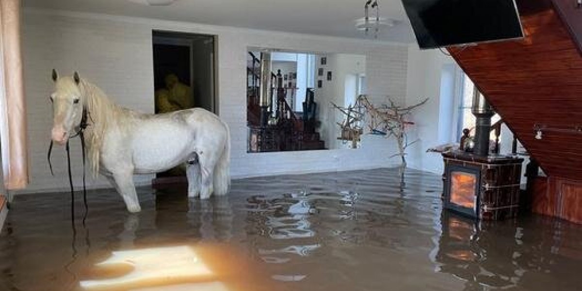 Белый конь 10 дней жил на балконе во время потопа в Оренбуржье: а вот спускаться со второго этажа наотрез отказался