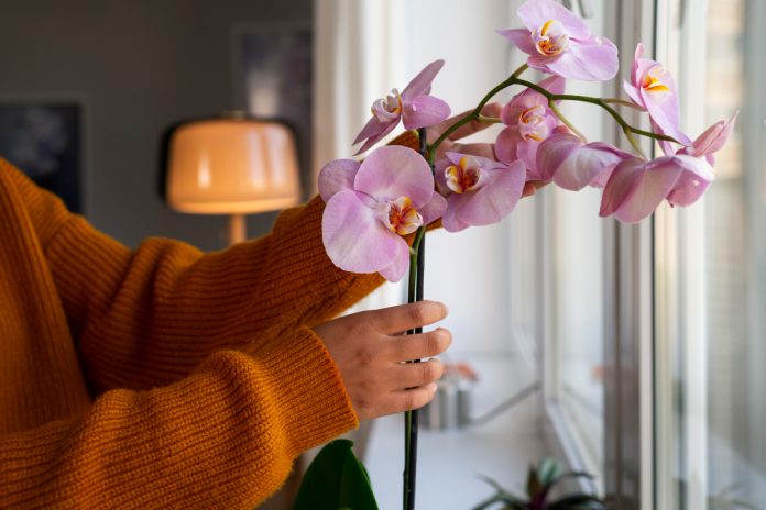 Орхидея разразится буйным цветением: сделайте это и будете приятно удивлены