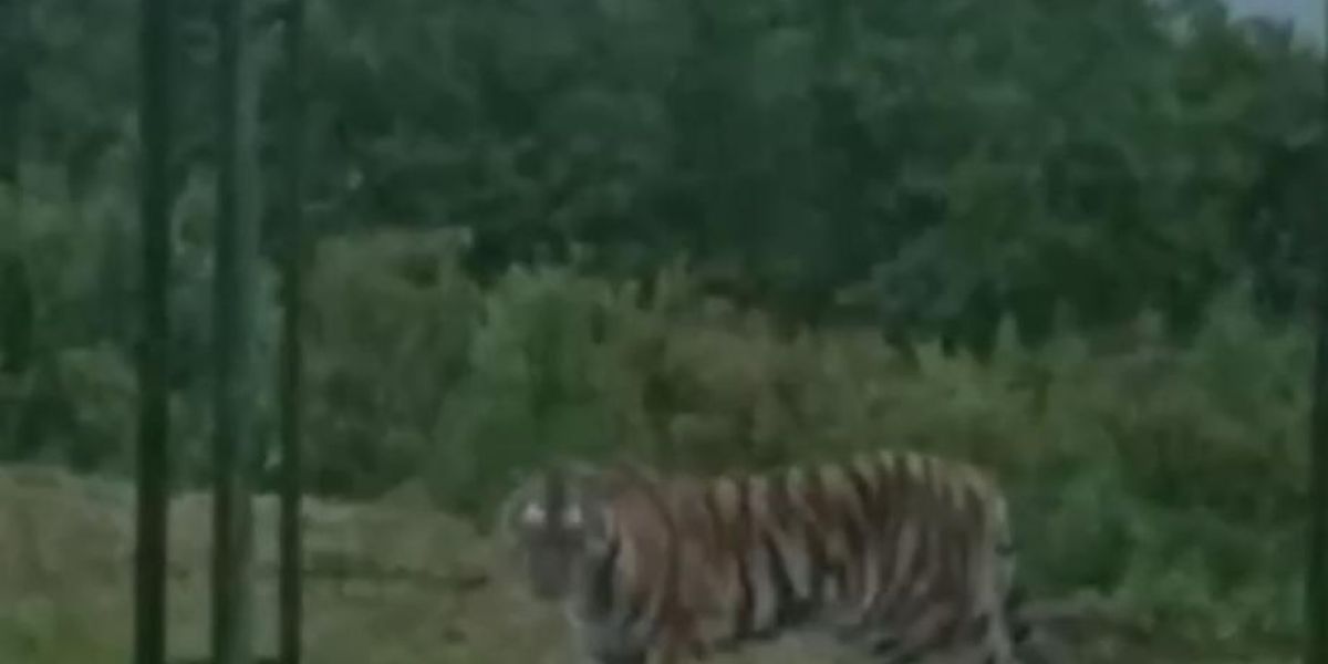 Собак на улице не держать: в Приморье тигр подобрался к придомовой территории