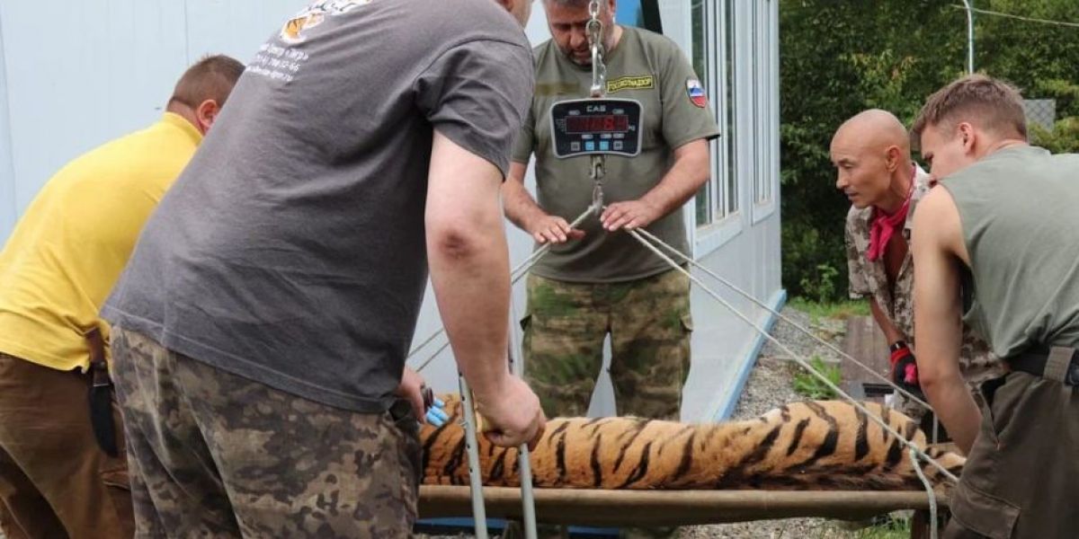 Отловленный в Приморье тигр не сможет вернуться в дикую природу