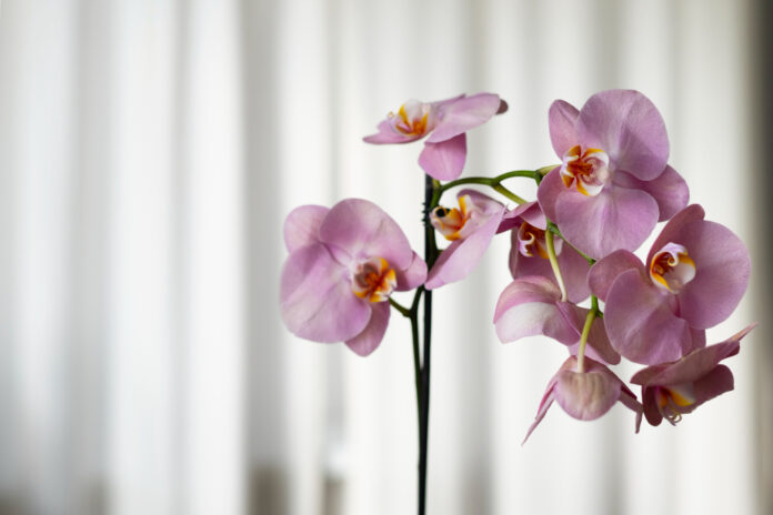 Орхидея обожает эту копеечную подкормку: вы не узнаете свой цветок
