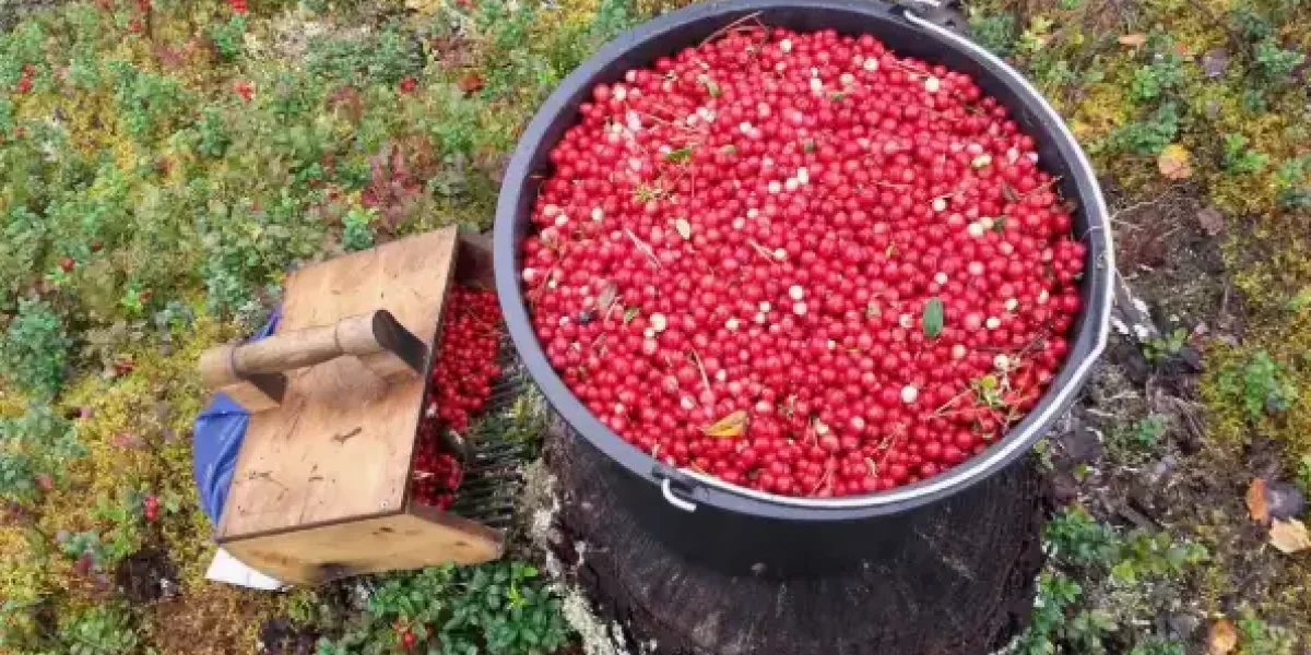 Русские больше не собирают ягоды в Финляндии