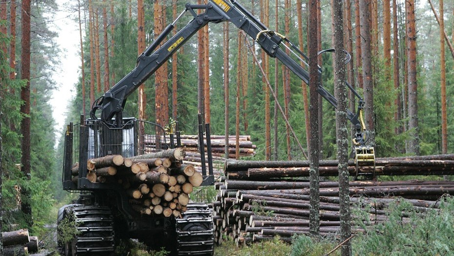 Мечтать не вредно. Финляндия в ожидании "лавинообразного притока российской древесины"