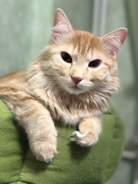 Король Симба – кот вредитель