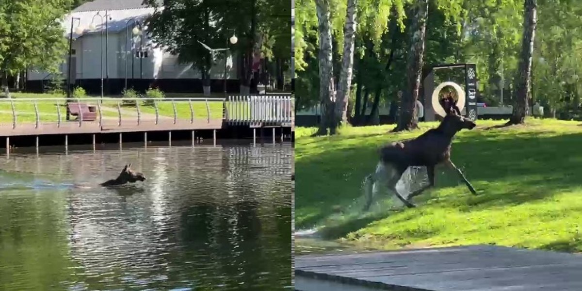 В уфимском парке лось наслаждается плаванием в пруду