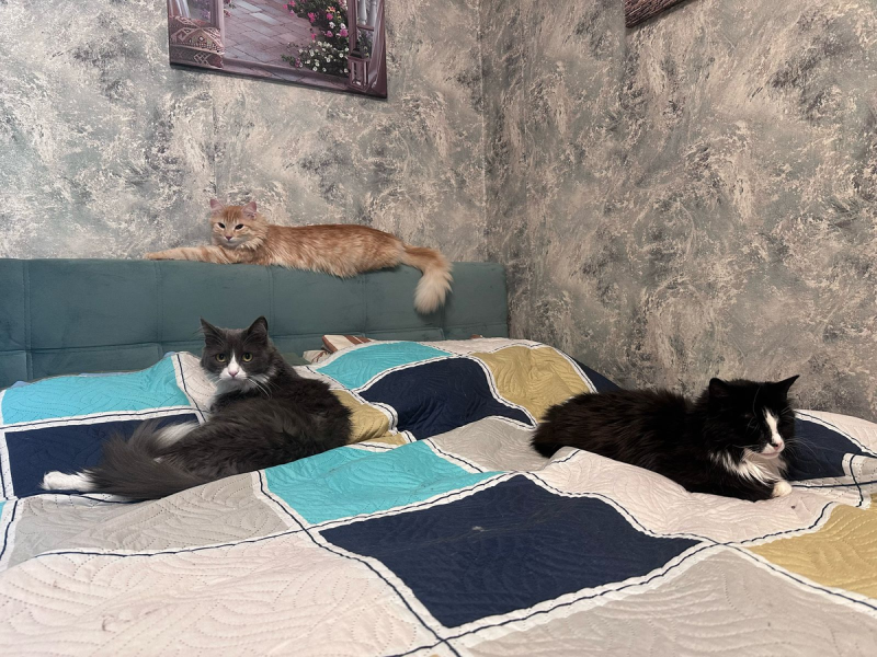 Король Симба – кот вредитель