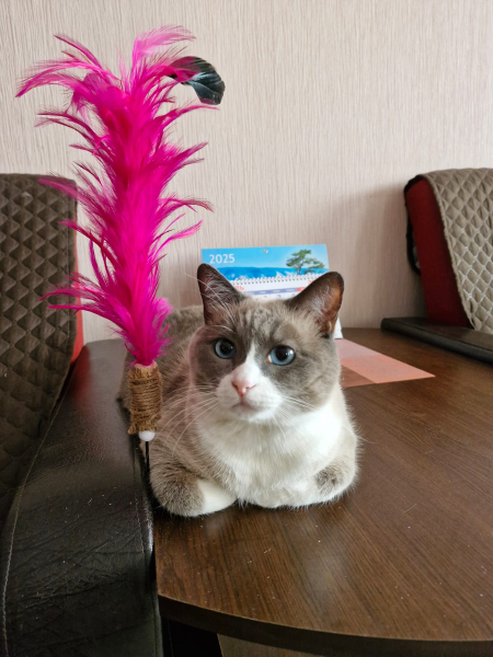 Коленный кот Мотька