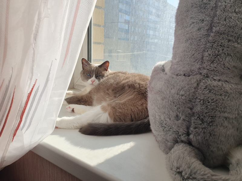 Коленный кот Мотька