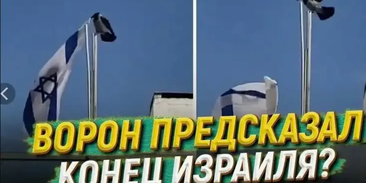 Вороны - очень умные птицы...