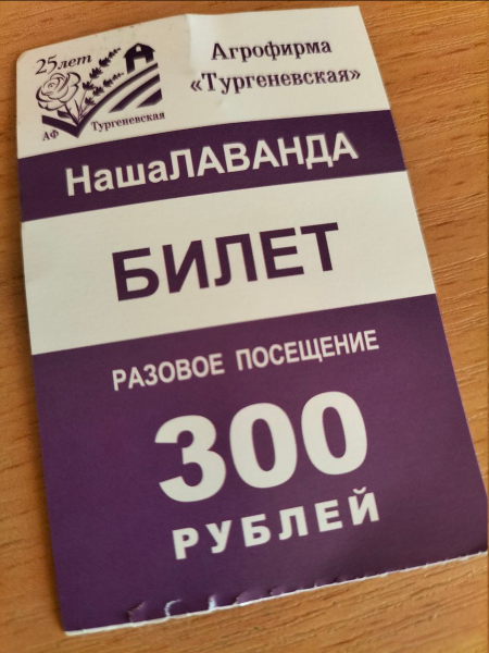 Лавандовые поля в Крыму. Что там в 2025 году. Как проехать, цены