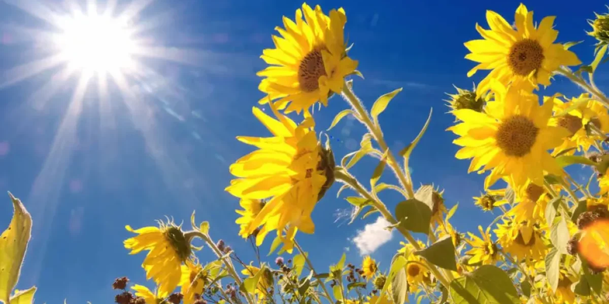Краснодарский край снова в пекле: готовьтесь к +38°C