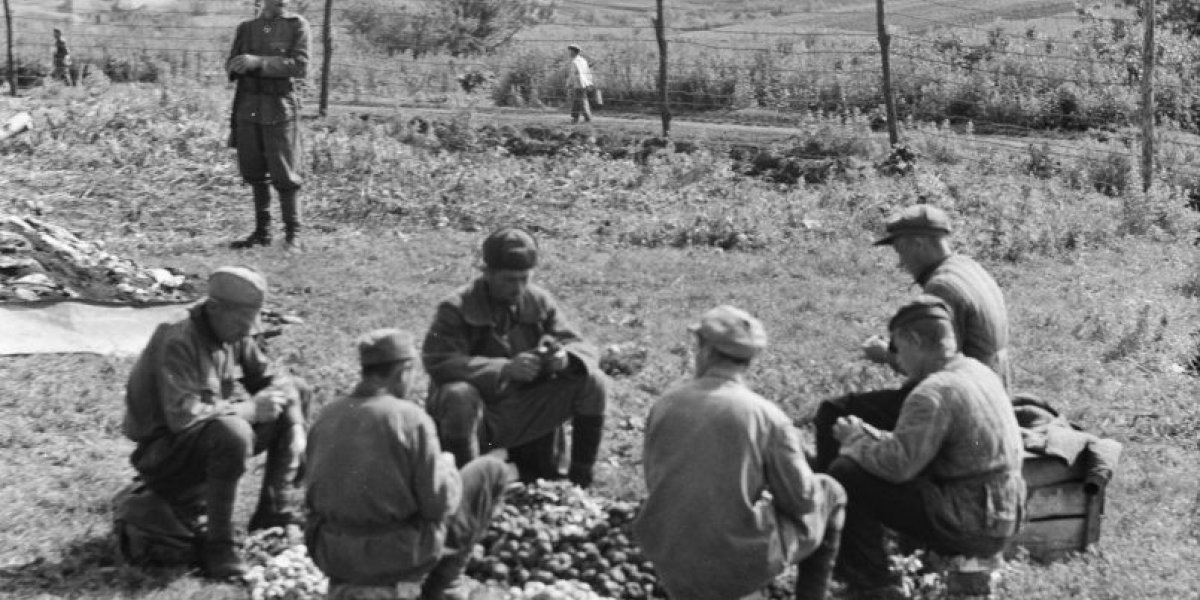Ломал кости красноармейцам: в 1947 г. чекисты поймали на Вологодчине нацистского надзирателя «Стёпку-Картофельника»
