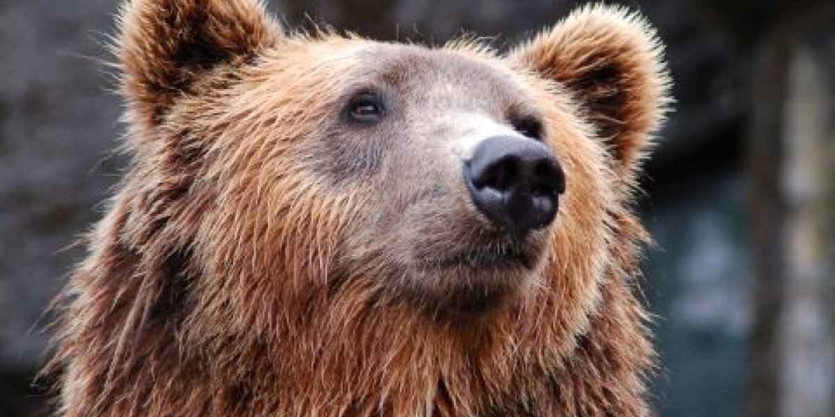 Оператора, проигнорировавшего обращения жителей Камчатки об агрессивном медведе, уволили