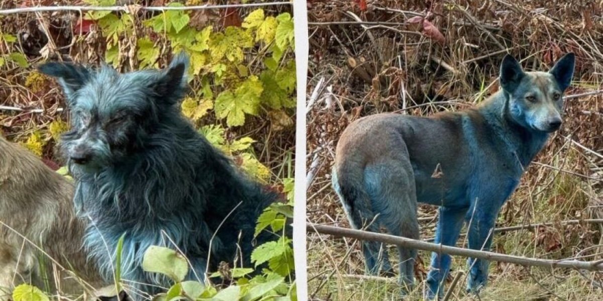 Загадочные синие бездомные собаки в Чернобыле: Откуда взялся необычный окрас? Загадочные синие бездомные собаки в Чернобыле: Откуда взялся необычный окрас?