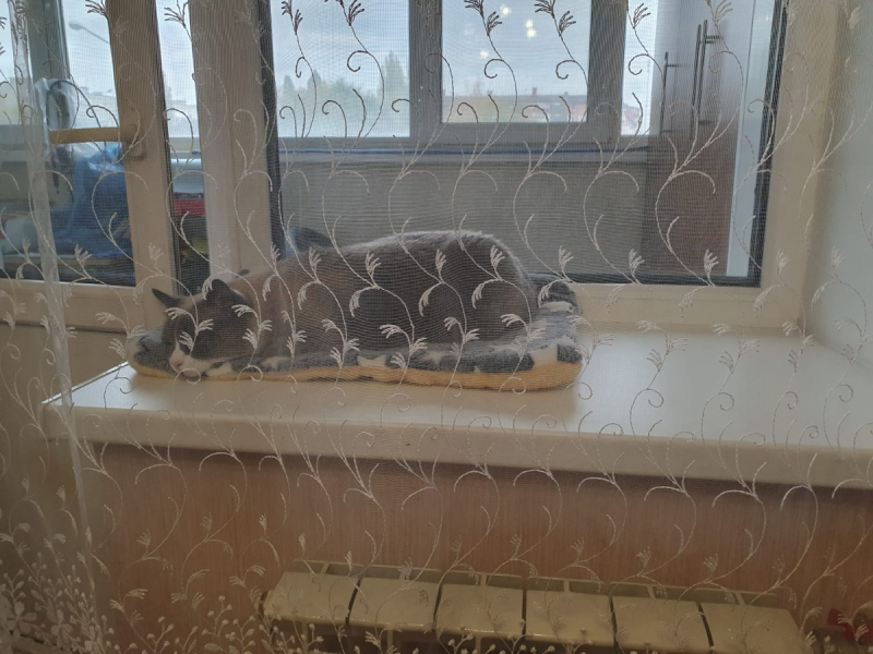 Погостили лето – пора и честь знать! Мотя возвращается домой Погостили лето – пора и честь знать! Мотя возвращается домой