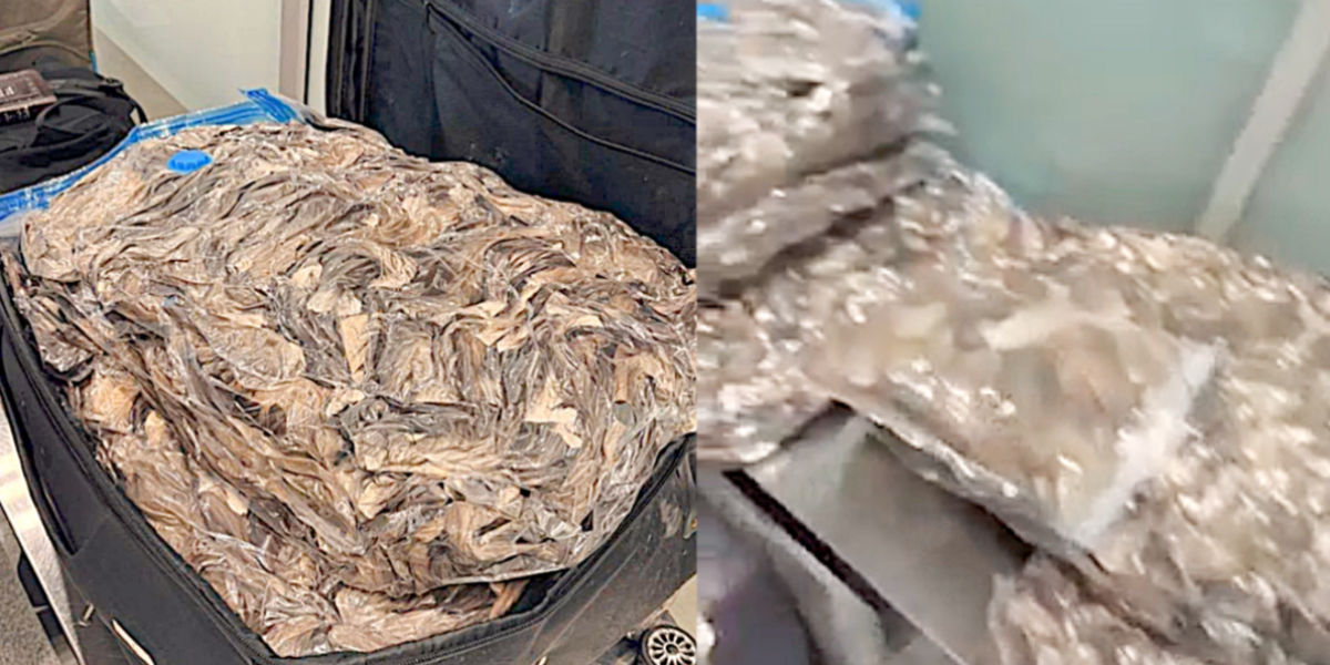 «Столько хвостов они не видели!»: таможенники обомлели, когда осмотрели багаж мужика из Средней Азии, перевозящего весьма «странный» груз «Столько хвостов они не видели!»: таможенники обомлели, когда осмотрели багаж мужика из Средней Азии, перевозящего весьма «странный» груз