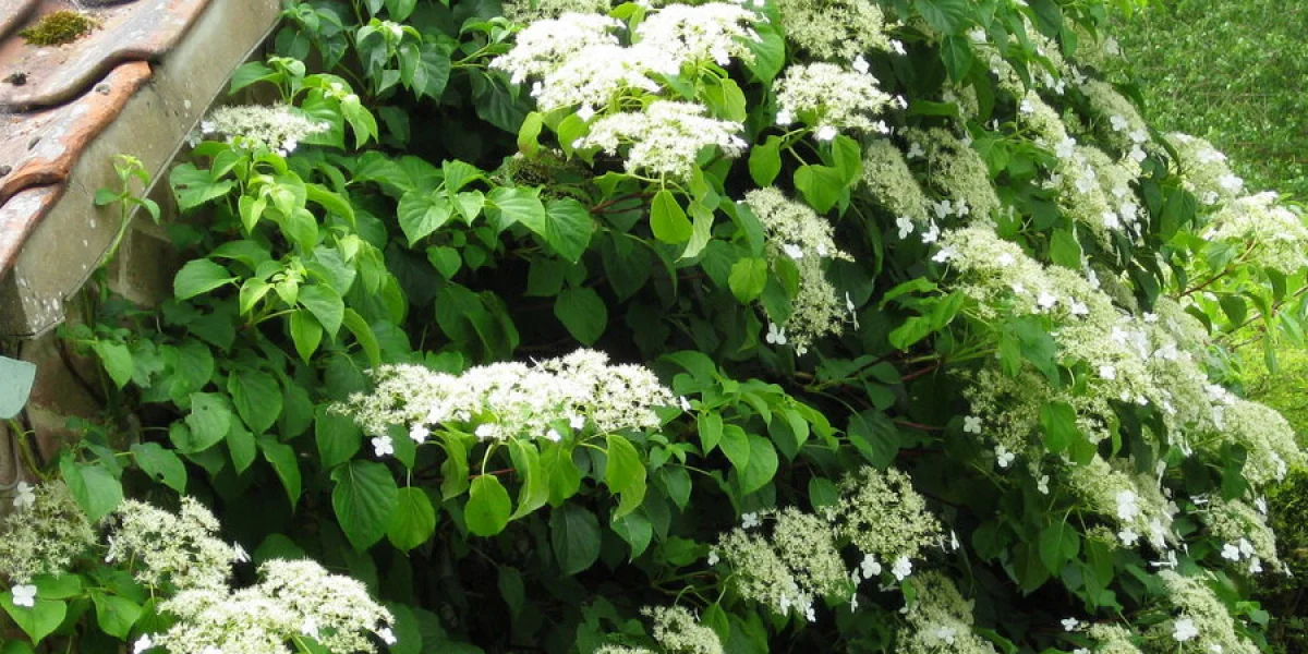 Как рассчитать шаг посадки для плотной живой изгороди?