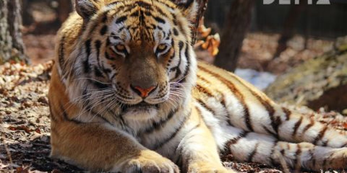 Тигр, которого решили не отлавливать, пугает жителей и туристов на юге Приморья Тигр, которого решили не отлавливать, пугает жителей и туристов на юге Приморья