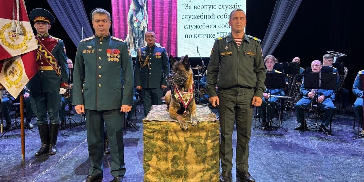 В Росгвардии наградили знаками отличия  служебных собак
