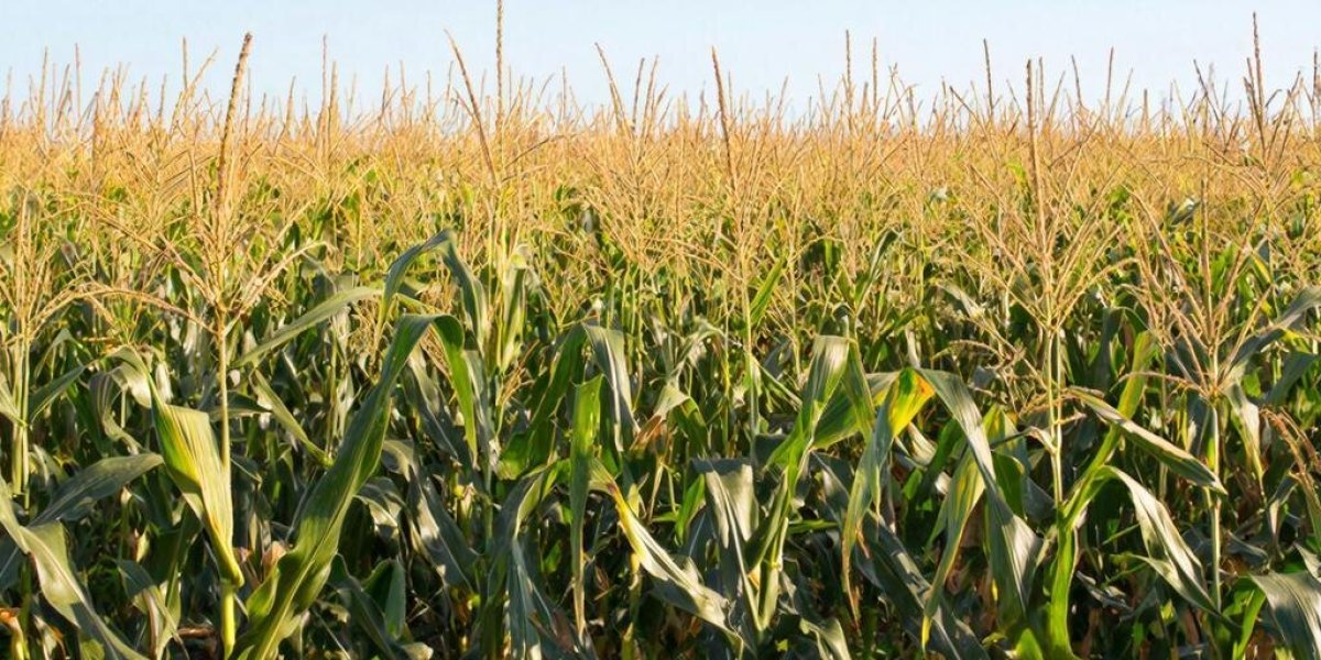 Удар по США: Россия устроила неприятности американским фермерам в Китае