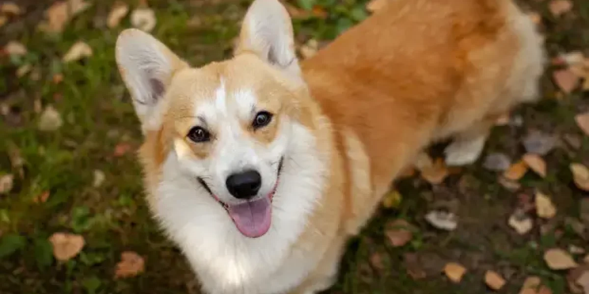 «Заметив меня, он приложил палец к губам и покачал головой». Усольцевых видели садящихся на паром в Малайзию