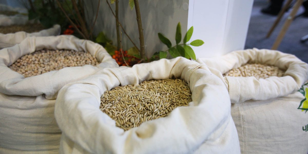 У Польши возникли проблемы: поведение России на рынке зерна возмутило Варшаву У Польши возникли проблемы: поведение России на рынке зерна возмутило Варшаву