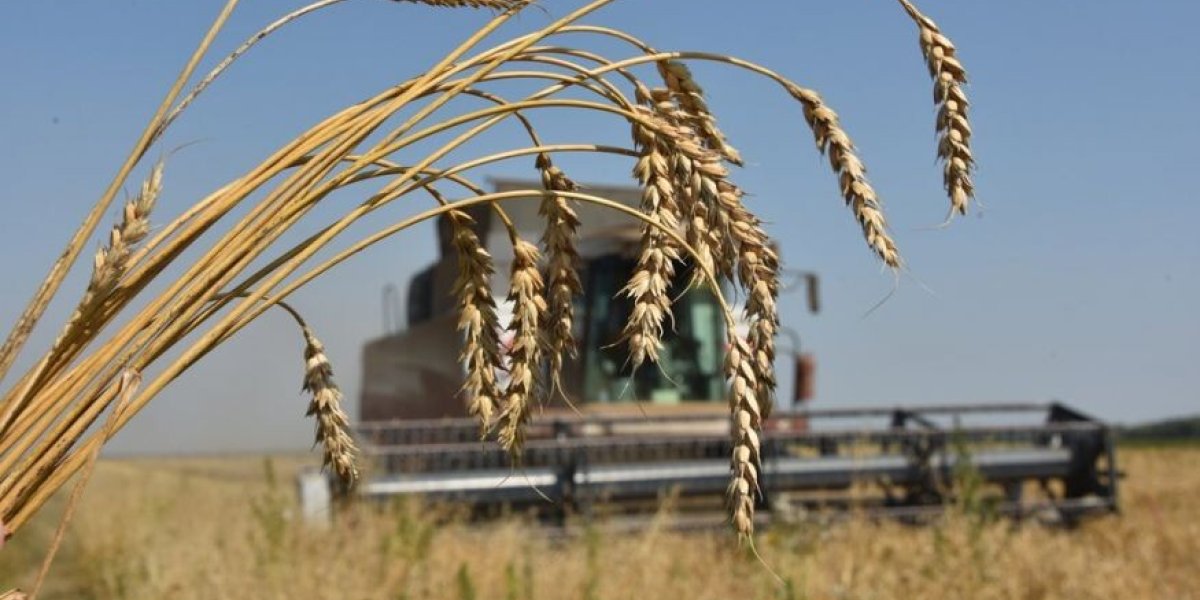 Наше сельское хозяйство как пациент на ИВЛ, его могут отключить в любой момент извне: эксперт бьет в набат Наше сельское хозяйство как пациент на ИВЛ, его могут отключить в любой момент извне: эксперт бьет в набат