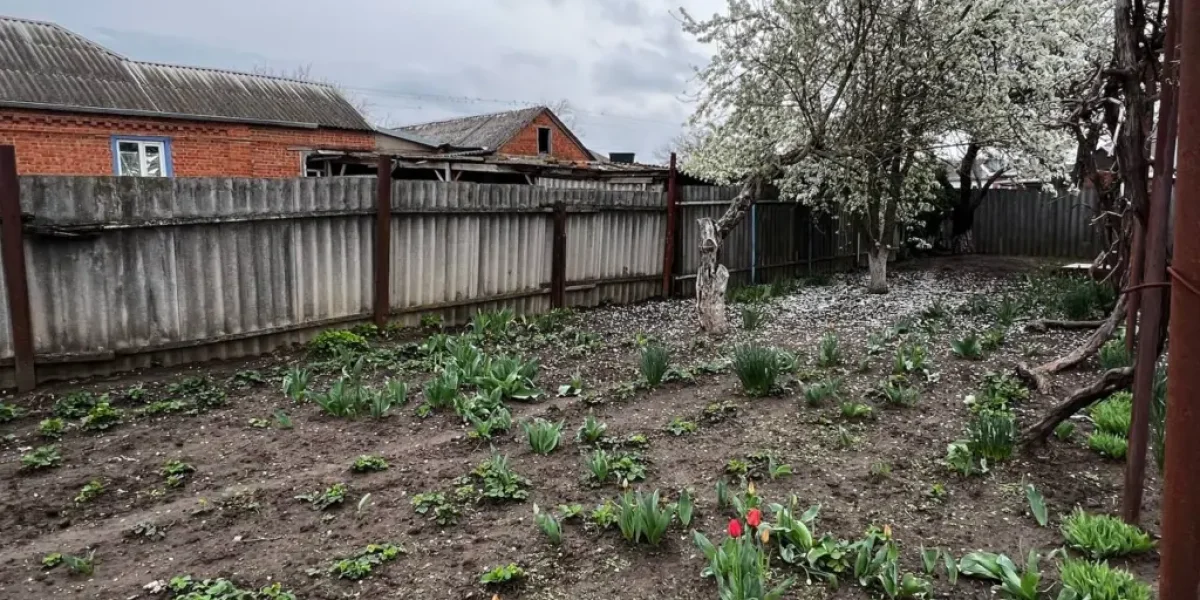 Эта крупа защитит грядки от слизней без химии — натуральный барьер, который вредители точно не переползут