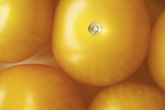 Любимый сорт дачников: томаты удивляют урожаем и вкусом  — семена скупают с осени