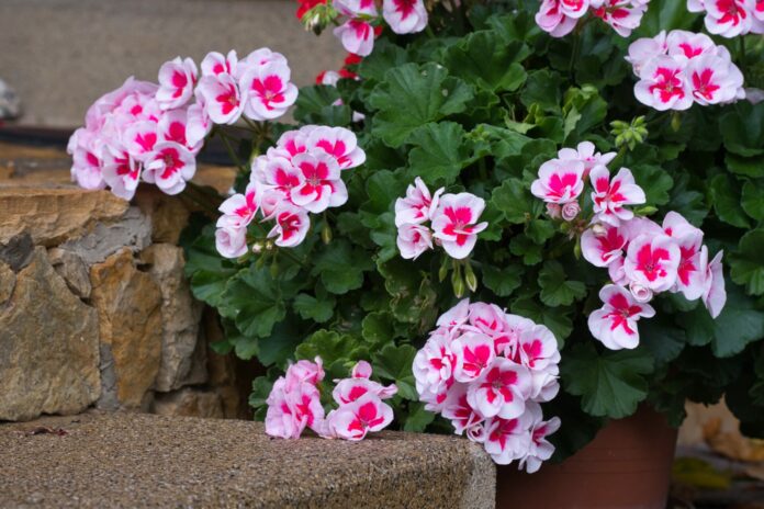 Черенкование герани осенью — проще простого: все хитрости и нюансы осенней процедуры Черенкование герани осенью — проще простого: все хитрости и нюансы осенней процедуры