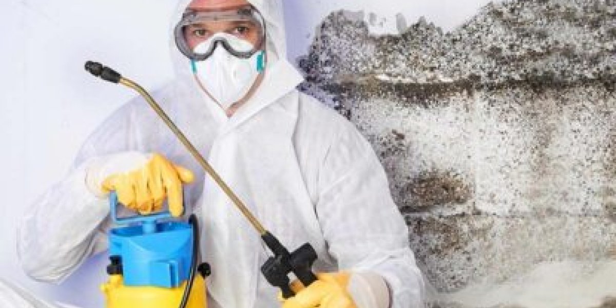 Как проводится обработка от плесени?