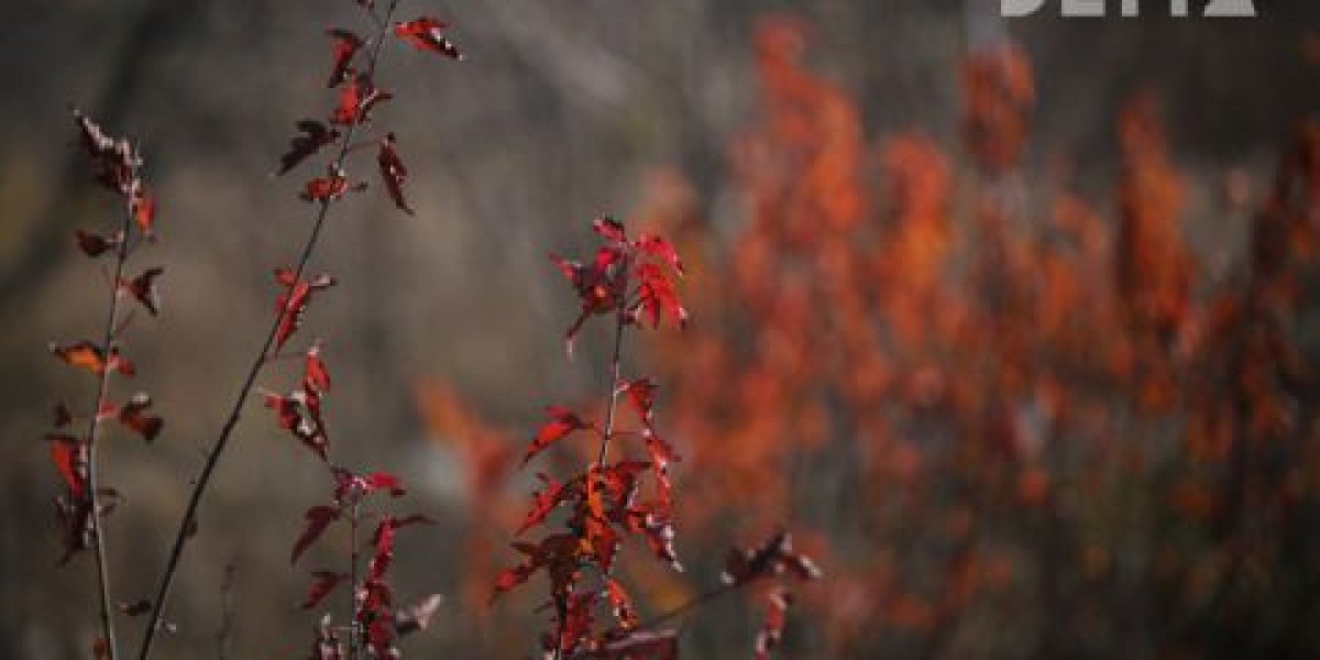 Циклон принесёт в Приморье снег, дождь и гололёд Циклон принесёт в Приморье снег, дождь и гололёд