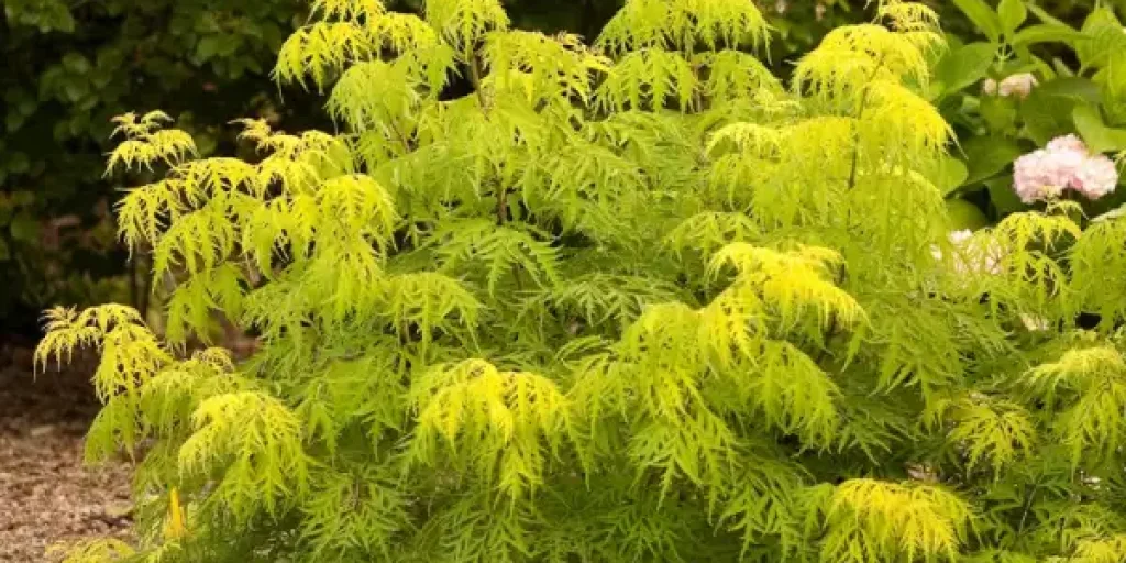 Какие кустарники лучше брать для цветения все лето?