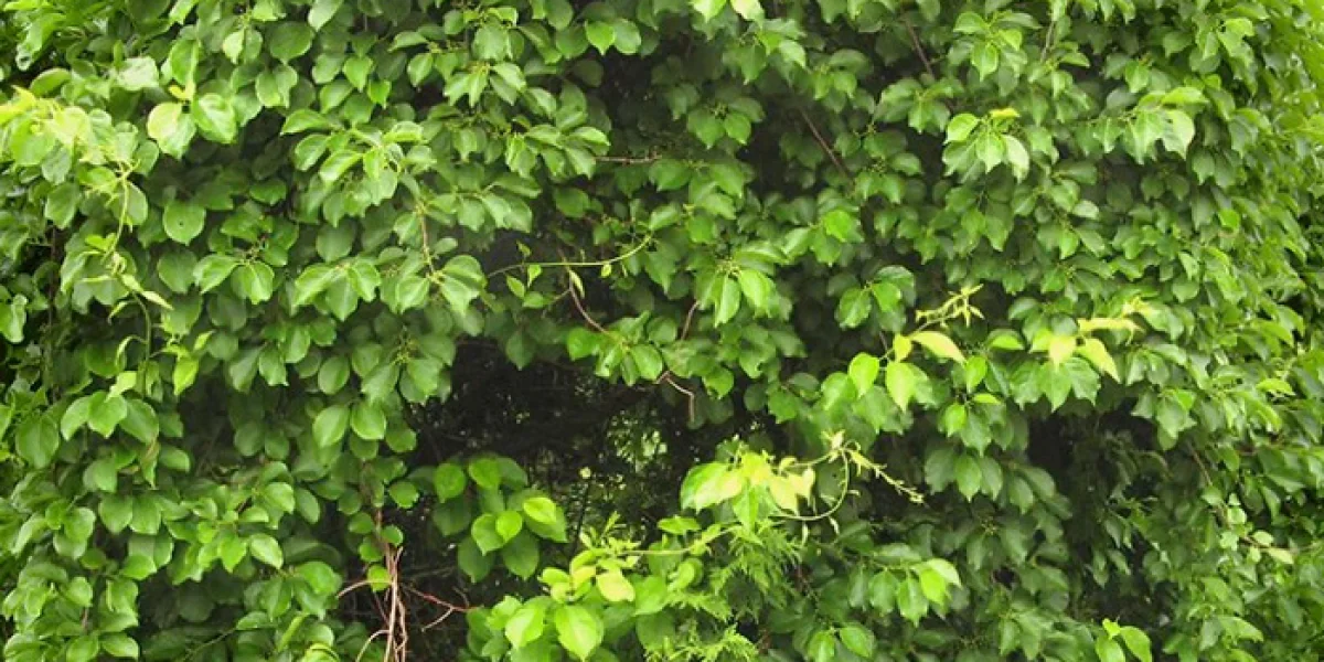 Как рассчитать шаг посадки для плотной живой изгороди?