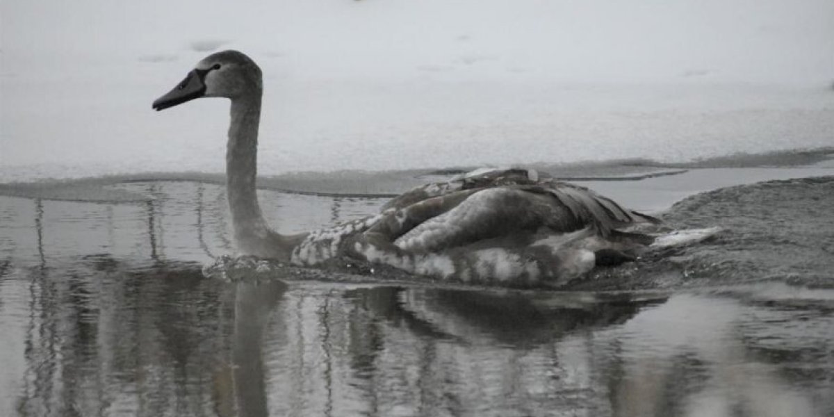 Лебеди в опасности в Хотькове: жители требуют спасения от холода
