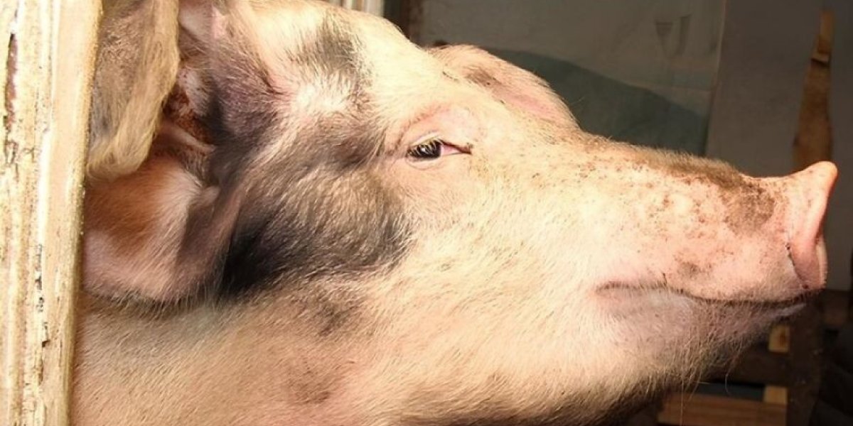 Свиньи захватили Ревду: фермер &laquo;Ташкент&raquo; судится за право терроризировать соседей