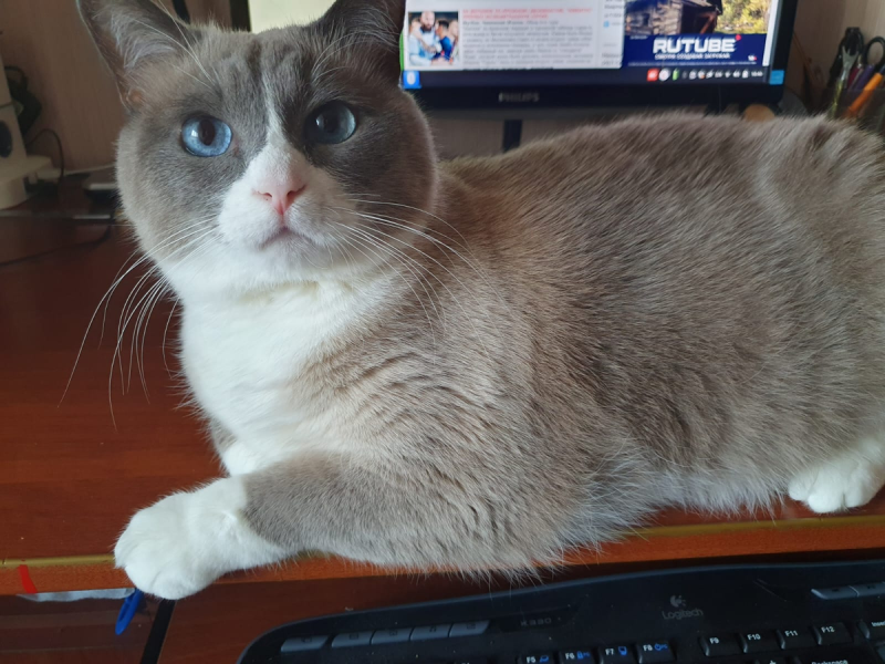 Летние каникулы кота Мотьки. Часть вторая