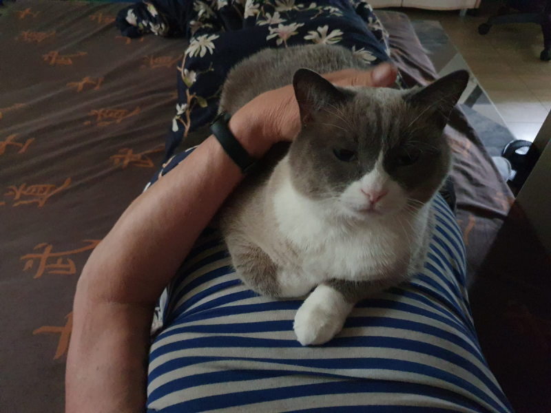 Летние каникулы кота Мотьки. Часть вторая