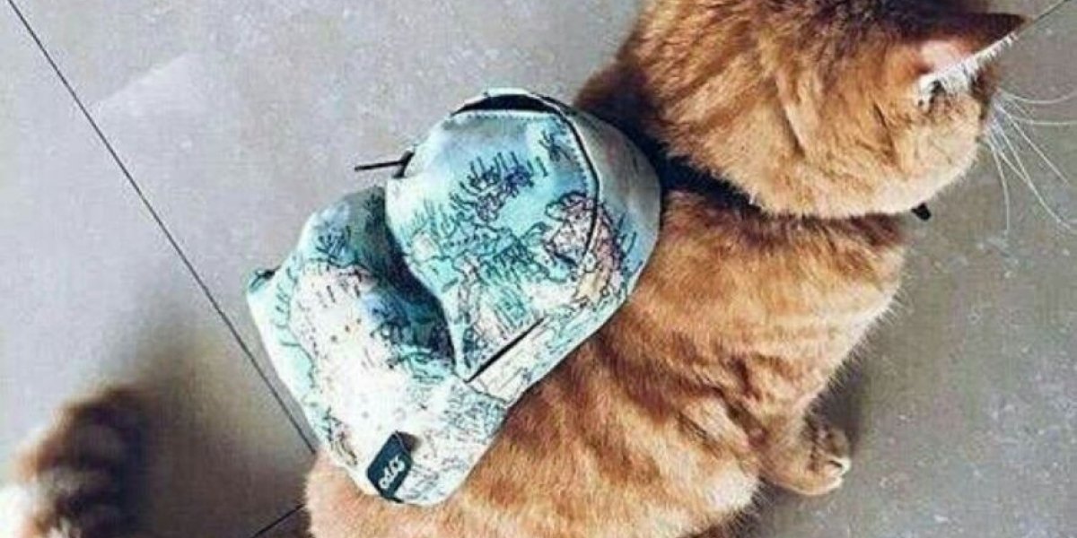 Школьница в Новосибирске взяла кота на уроки: реакция одноклассников