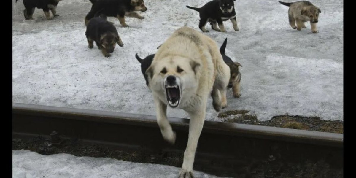 Ребенка загрызла собака. Мать в отчаянии обратилась к Путину. А зоошизам плевать на детей: Медведев