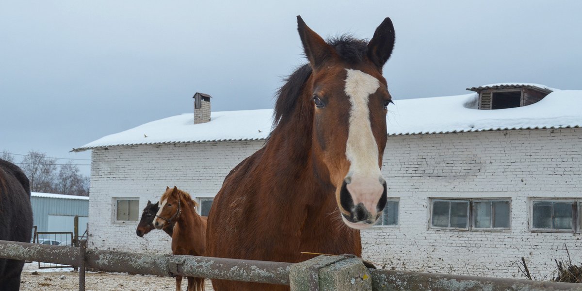 Под знаком Красной Лошади: кому повезет в&nbsp;2026&nbsp;году, а&nbsp;кому лучше не&nbsp;рисковать