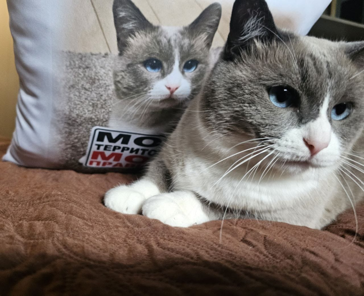 Летние каникулы кота Мотьки. Часть третья, заключительная.