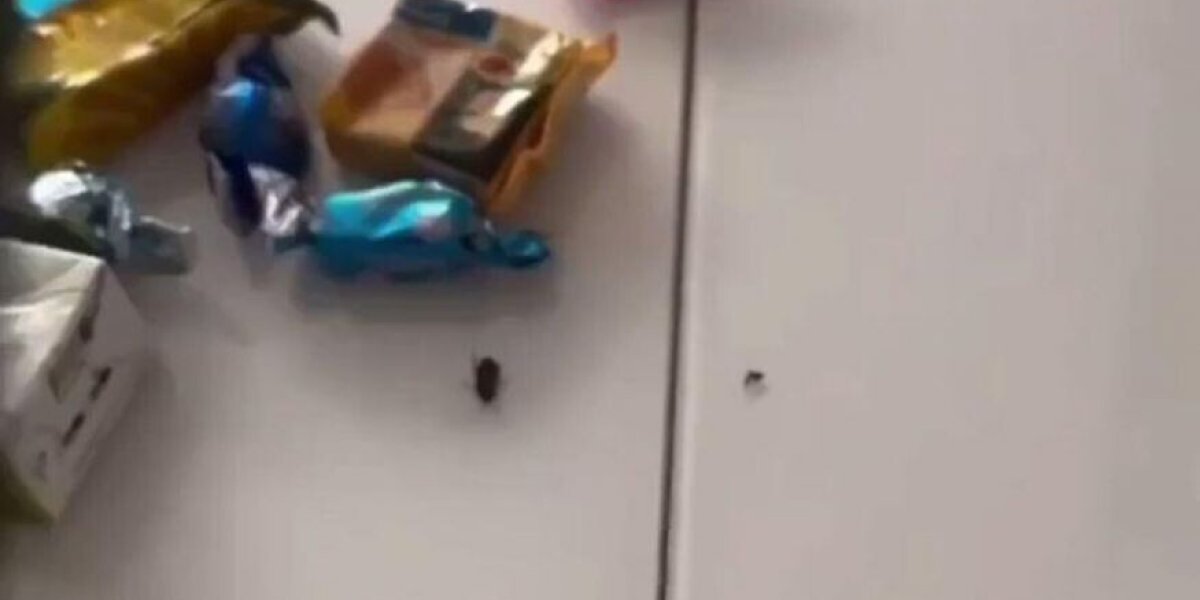 Видео с тараканами в подарке из Анапы &mdash; фейк на ИИ: разъяснение оперштаба края