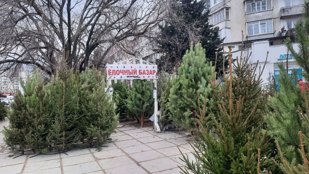 Ёлка с сюрпризом: россиян напугали новогодними клещами