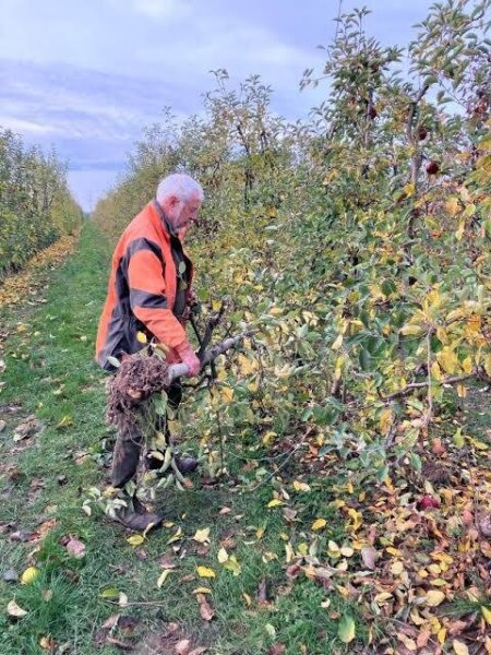 Кто их остановит? В Германии под топор угодили сказочный лес братьев Гримм и 22 гектара яблонь ради солнечных панелей Кто их остановит? В Германии под топор угодили сказочный лес братьев Гримм и 22 гектара яблонь ради солнечных панелей
